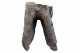 Fossil Woolly Rhino (Coelodonta) Tooth - Siberia #370959-1